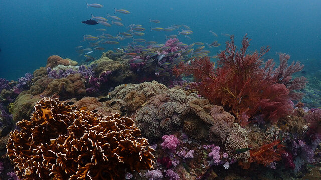 Lipe stoneheange underwater paradise of  undaman sea