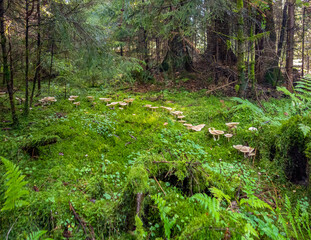 fairy ring in a forest