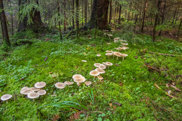 fairy ring in a forest