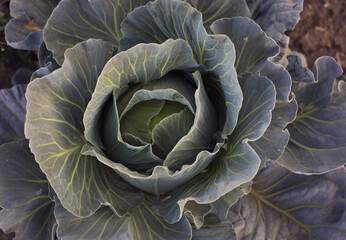 Fototapeta premium head of cabbage cabbage, vegetable, food, green, agriculture, plant, garden, leaf, organic, fresh, nature, healthy, head, farm, leaves, field, growth, vegetarian, vegetables, natural, growing,