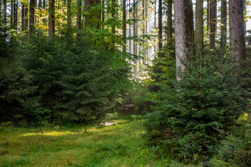 Obraz premium idyllic forest scenery at autumn time