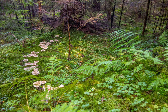 fairy ring in a forest