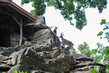 steinbock ziegen geiße geiß geis