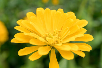 yellow daisy flower