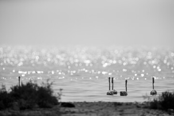 Silhouette of Greater Flamingos wading in the morning hours at Asker coast, Bahrain