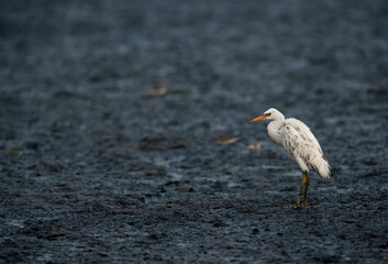 Western reef heron white morphed at Tubli bay in the morning hours, Bahrain