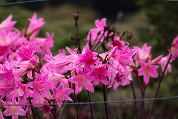 pink flowers in a garden