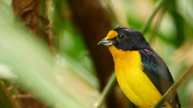 Purple euphonia songbird in tropical rainforest. Exotic extraordinary american wild bird in green lush foliage. Colorful yellow plumage, vivid feathers. Tree canopy in jungle paradise amazon forest.
