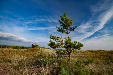 Lonely young pine tree on the field or meadow with green and dry grass. Summer landscape. Blue sky with clouds and jet trails.