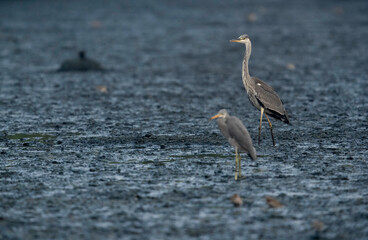 Western reef heron and grey heron at Tubli bay, Bahrain