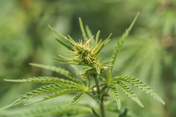 A branch of hemp bush close-up. Shrub young hemp on a bright summer day.