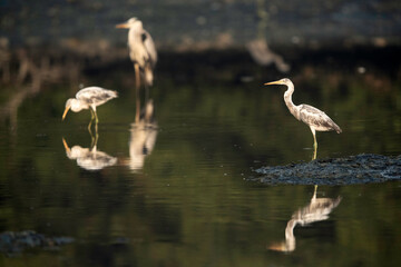 Juvenile Western reef egret white at Tubli bay, Bahrain