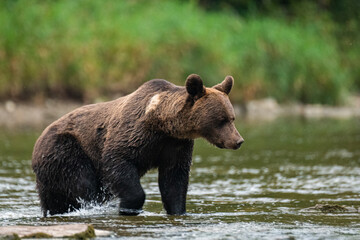 Plakat Brown Bear (Ursus arctos) in the natural habitat. Carpathian Mountains, Bieszczady, Poland.