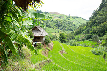 Rice terraces were built on mountainous land with minimal equipment. They are fed by an irrigation system from the rainforests above. During the rainy season rice plants grow and become intense green.