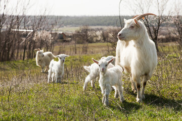 Obraz premium mother goat with little white kids