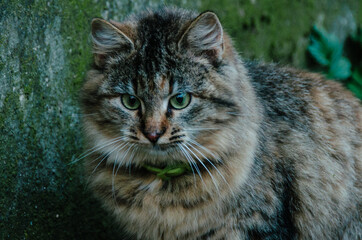 Beautiful young cat portrait close up in autumn yard on green moss background. Cute feline in october