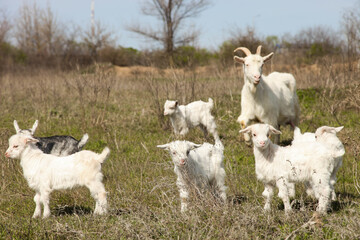 mother goat with little white kids