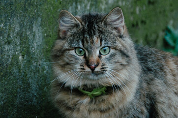 Beautiful young cat portrait close up in autumn yard on green moss background