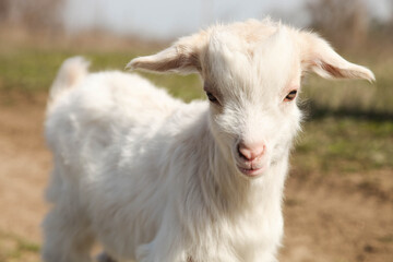Obraz premium Portrait of a white little goat