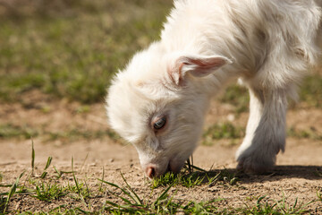 small white goat