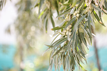 Olive tree branch with fruits