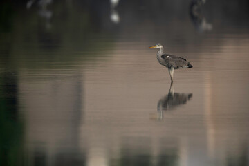 Grey Heron at Tubli bay and reflection on water in the morning hours, Bahrain