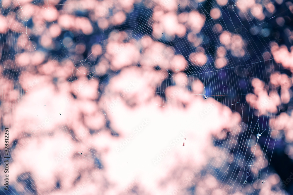 Aufkleber cobweb or spider's web against a natural background.