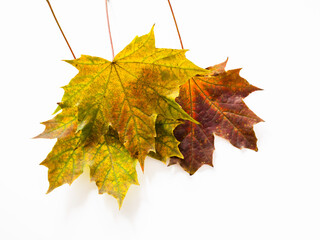 Three maple leaves. Yellow, orange and red. Autumn design. Isolated on white background.