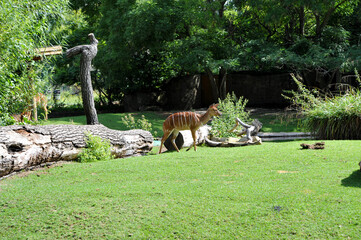 gnu knu wildlebedndes tier savanne safari