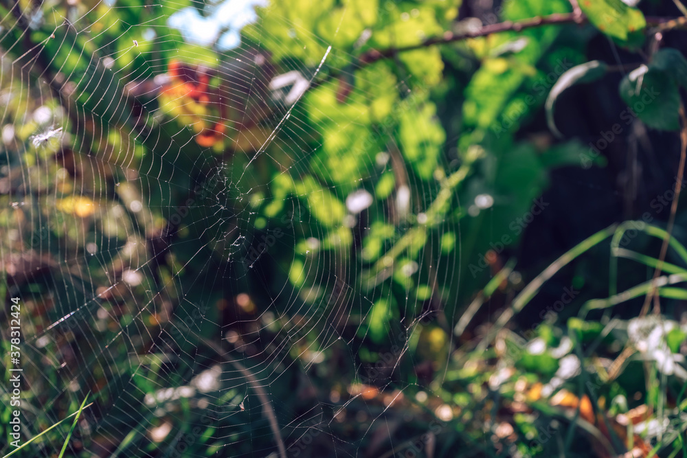 Poster Cobweb or spider's web against a natural background.
