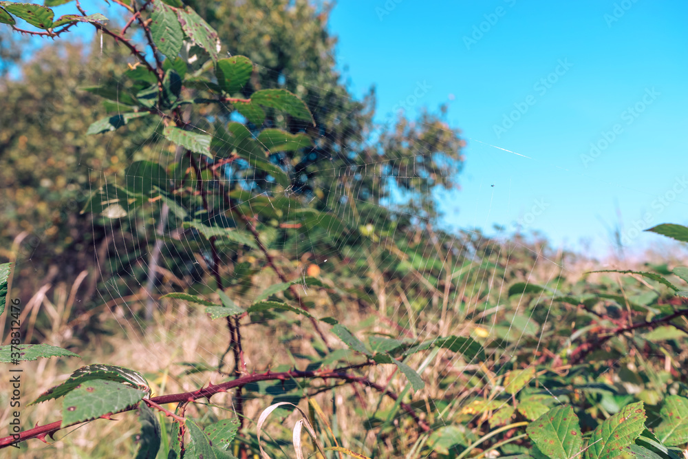 Poster Cobweb or spider's web against a natural background.