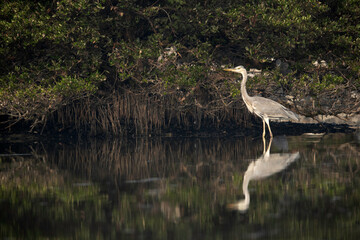 Grey Heron at Tubli bay in its habitat if mangrove with reflection on water, Bahrain