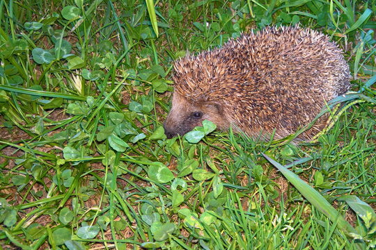 157 BEST Eulipotyphla IMAGES, STOCK PHOTOS & VECTORS Adobe Stock