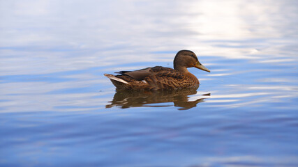 A duck swims in a lake.