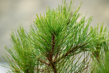 close up of pine needles 2
