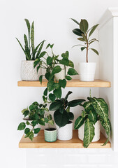 Stylish green houseplants on wooden shelves. Modern room decor.