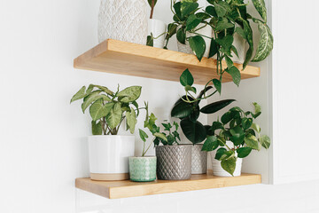 Stylish green houseplants on wooden shelves. Modern room decor.