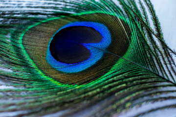 Fototapeta premium Various views of a peacock feather