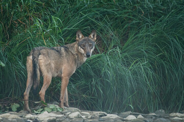 Grey Wolf (Canis lupus) in the natural habitat. Carpathian MOuntains, Bieszczady, Poland.