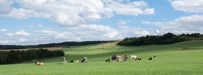 Fototapeten deutsche eifellandschaft mit kühen auf wiesen und feldern © ahavelaar