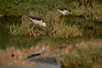 Black-winged Stilts feeding and reflection on water at Hamala, Bahrain
