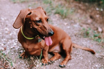 Brown dachshund is sitting on the ground. Cute little dachshund with open month and tongue.