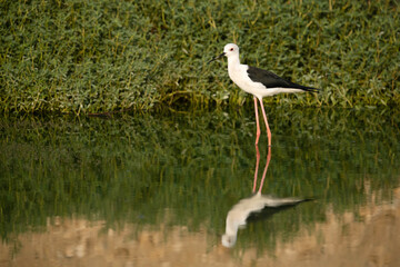 Black-winged Stilt and reflection on water at Hamala, Bahrain
