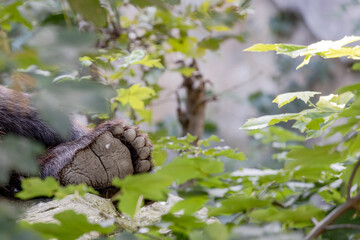 Back foot of a lying Eurasian brown bear (Ursus Arctos Arctos).
