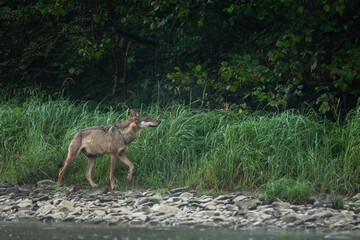 Grey Wolf (Canis lupus) in the natural habitat. Carpathian MOuntains, Bieszczady, Poland.
