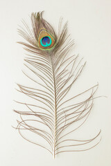 Various views of a peacock feather