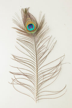 Various views of a peacock feather