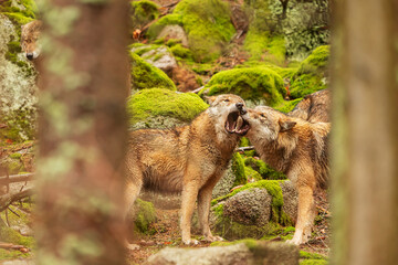 Obraz premium gray wolf (Canis lupus) couple playing peacefully in the forest