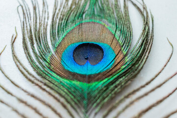 Fototapeta premium Various views of a peacock feather