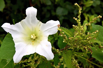 Flor estrellada